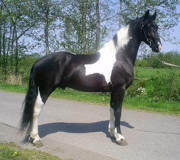 friesbont-1.jpg