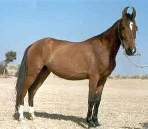 Marwari_horse-1.jpg