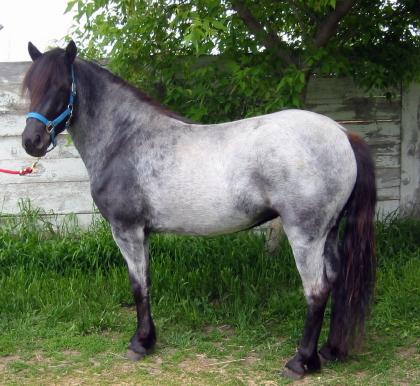 blue_roan-1.jpg