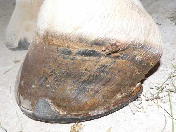 casco02-1.jpg