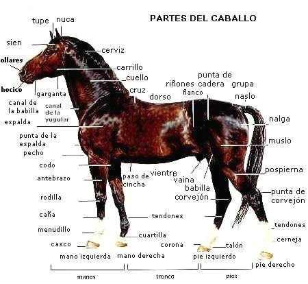 caballopng-1.jpg