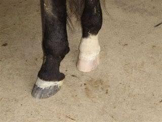 descalzotrasero-1.jpg