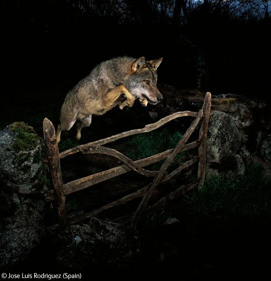 lobo-1.jpg