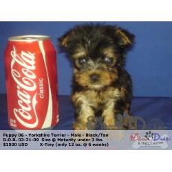 013125_XMI_XTinyYorkshireTerrier-1.jpg