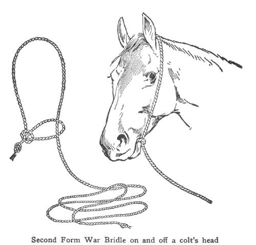 2ndformwarbridle-1.jpg