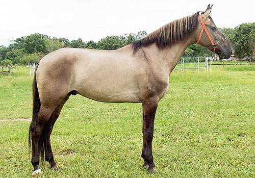 grulla-1.jpg