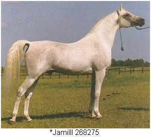 jamilll-1.jpg