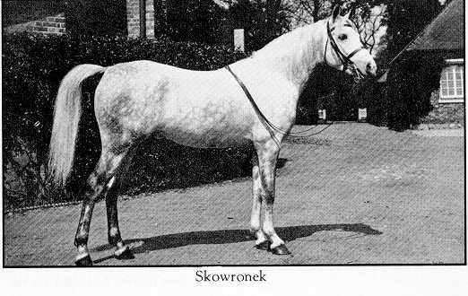 skowronek-1.jpg