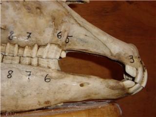 wolftooth-1.jpg