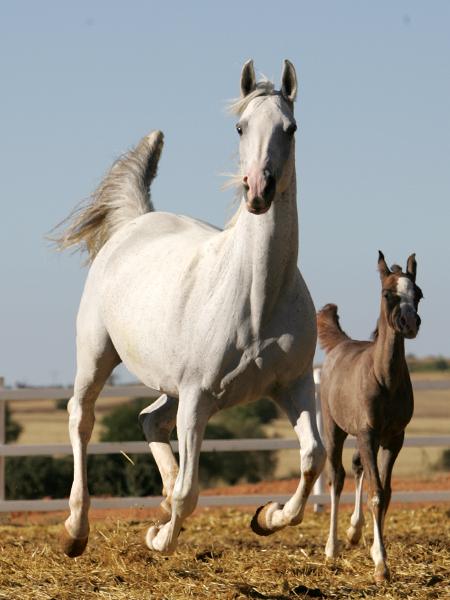 8galope-1.jpg