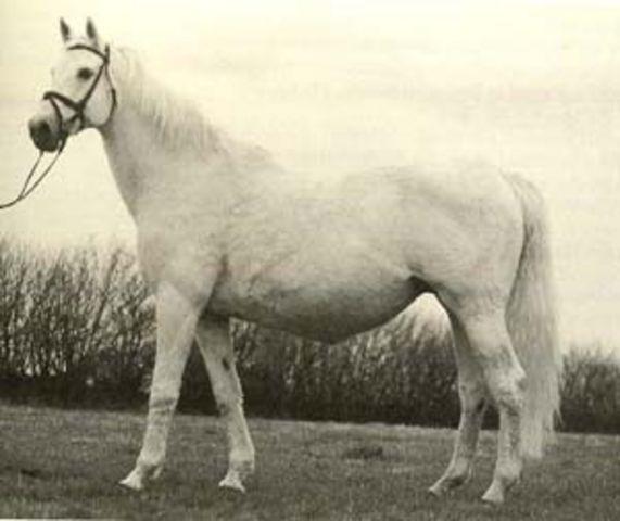Horse_Soleilbig-1.jpg