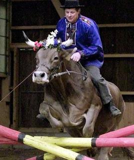 showjumpcow5B15D-1.jpg