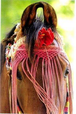 CABALLOMARWARI-1.jpg