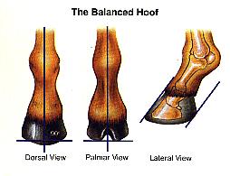 balancedhoof2gif-1.jpg