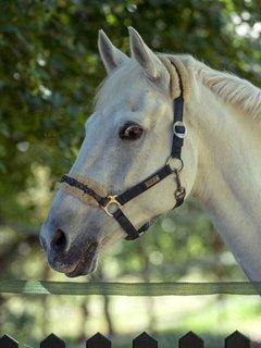 cheska22-1.jpg