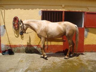 dsc00652ax-1.jpg