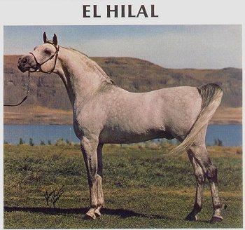 el_hilal-1.jpg