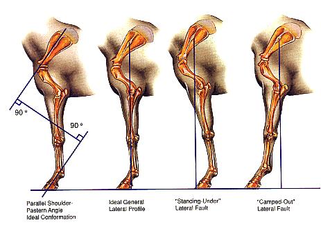 frontlateralconformatiogif-1.jpg