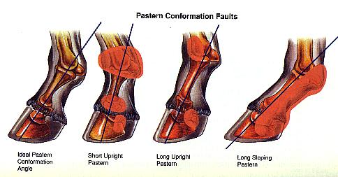 pasternconformationfaulgif-1.jpg