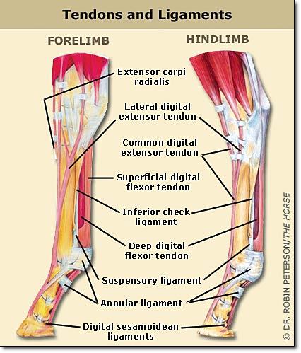 leganatomy-1.jpg