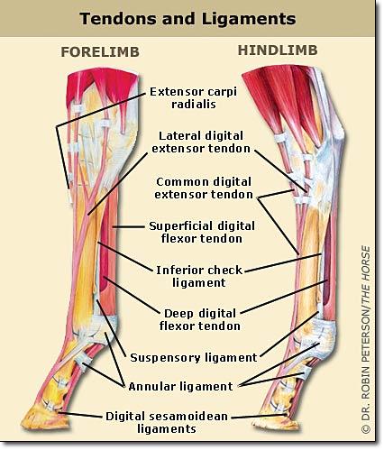 leganatomy-1.jpg