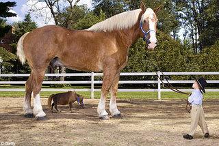 caballomasgrandeymaspeq-1.jpg
