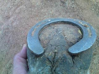 img136g-1.jpg