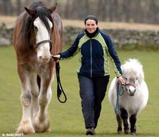 worldslargesthorse2sfw-1.jpg