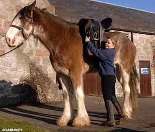 worldslargesthorse3sfw-1.jpg