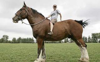 worldtallesthorse-1.jpg