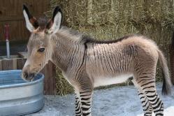 zonkeysmall-1.jpg