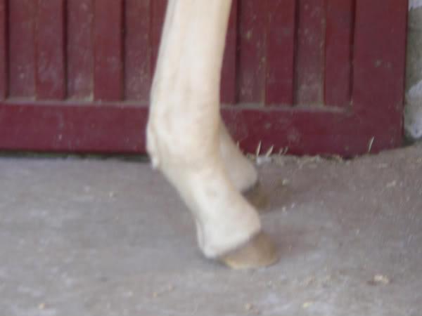 DSC00818-1.jpg