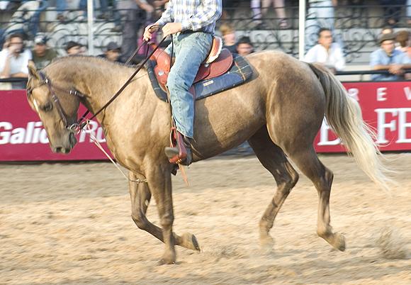 qh16palominoraro-1.jpg