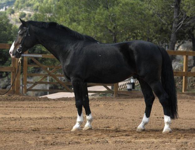 Horse_Intercitybig-1.jpg