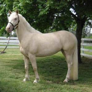 cremello0-1.jpg