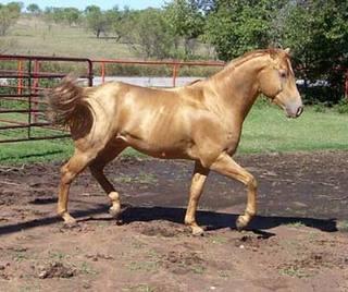 goldchampagne-1.jpg