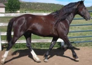 smokyblackys-1.jpg