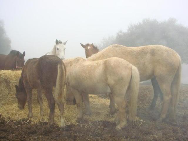 DSC01709-1.jpg