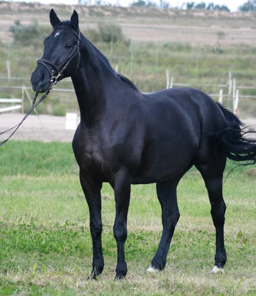 cator2-1.jpg