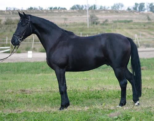 cator6-1.jpg