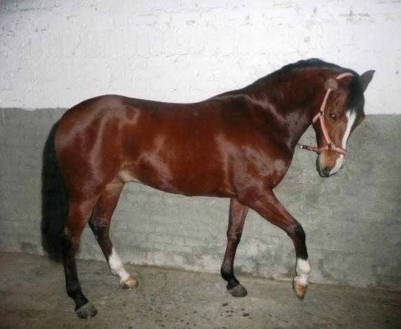 ordoez-1.jpg
