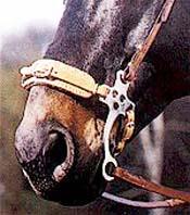 Hackamore_english-1.jpg