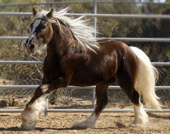silverdapplegypsyvanner-1.jpg