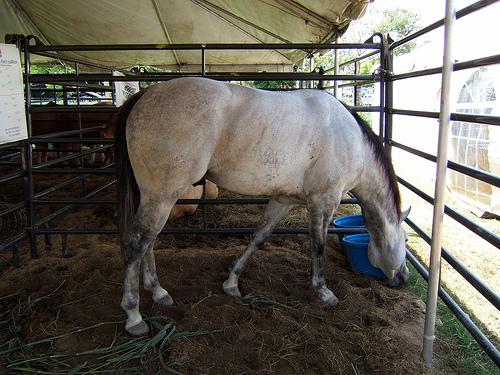ulcerasequinos2_120210-1.jpg