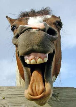 caballo-1.jpg