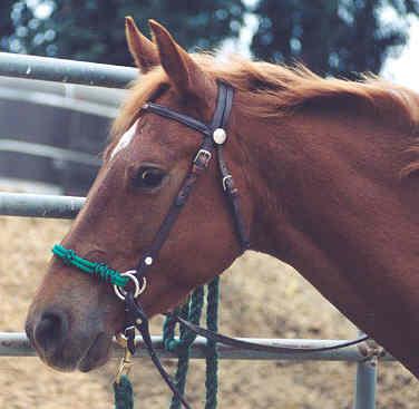 rope_noseband2-1.jpg