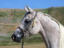 220pxAsil_Arabian_Mare_AC2008_0001-1.jpg
