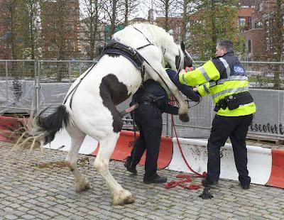 Horse2Bgets2Bfrisky2Bwith2Bpoliceman-1.jpg