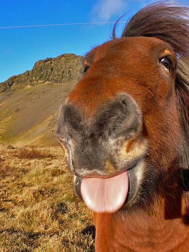 funnyhorse14-1.jpg