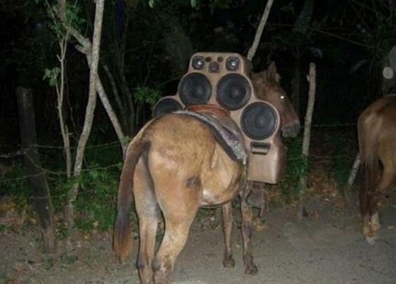 lolcollection007-1.jpg